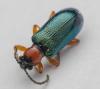 Oulema sp.